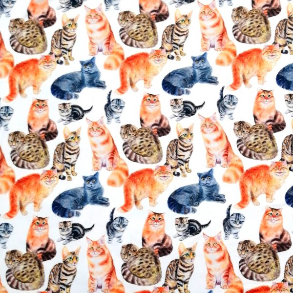Chats réalistes fond blanc