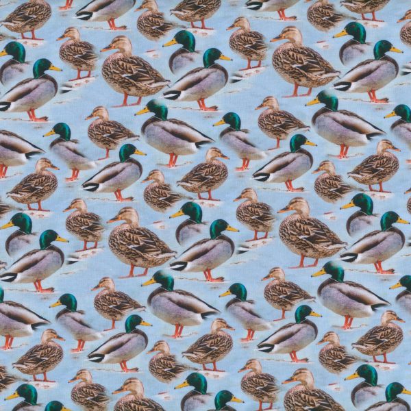 Canard - Bleu