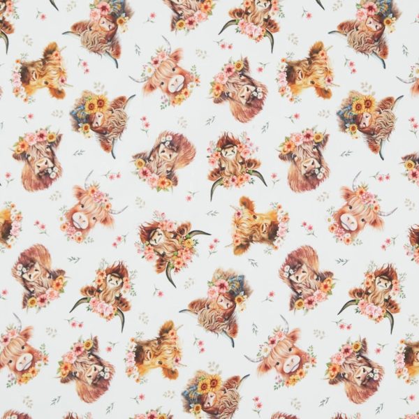 Vaches des Highlands - Crème