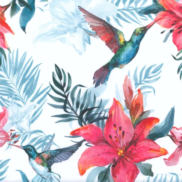 Colibri - Blanc